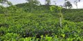 Own your little piece of paradise in Watawala, Nuwara Eliya with multiple developmental Opportunities.