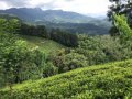 Well Cultivated 21 Acres Land for Sale in Yatiyantota.