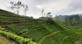 Own your little piece of paradise in Watawala, Nuwara Eliya.
