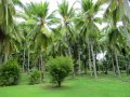 Scenic 13.5 Acres Land for immediate Sale Makewita, Ja Ela.