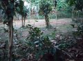 Residential Land for Sale in Warakapola