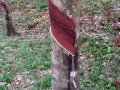 5 Acre Land with Rubber plantation in Ruwanwella.