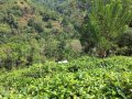 Tea and AgaWood Cultivated Land for Sale.