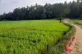 Paddy Field facing Land for Sale in Polgahawela.