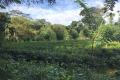 Agriculture,commercial,residential Tea Land, Sale at Deraniyagala.