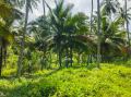 Coconut Cultivated Land for Sale in Ibbagamuwa
