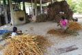 2.5 Acres of wellgrown Cinnamon land for Sale in Gonapinuwala, Galle District.