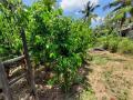 15P Land for Sale in Withanamulla, Divulapitiya.