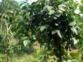 Cultivated land for Sale in Wewaldeniya.