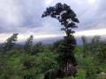 Bulathkohupitiya 5 Acres of Beautiful Landscaped Land with beautiful waterfalls for Sale.