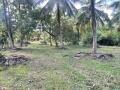 117 Perches Prime Coconut Land for Sale at Bingiriya.
