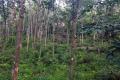 9 Acres Scenic Land for Sale at Ruwanwella