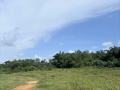 6.5 Acres Land for Sale in Kalagedihena, Nittambuwa.