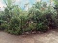 8.3 Perches Land for Sale in a Highly Residential Area – Hokandara