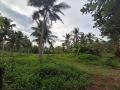 5 Acres of Coconut Land for Sale in Uggalboda, Gampaha.