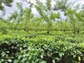 Nearly 3 Acres Tea Cultivated Multipurpose Land for Sale in Avissawella.