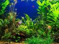 GREEN AQUARIUM