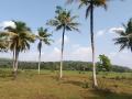 2 Blocks of Beautiful Paddy Field Facing Lands for Sale in Horana.